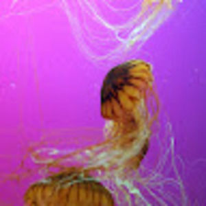 Meet your Posher, Susy